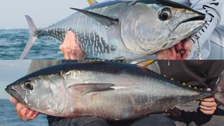 Tuna: Bluefin vs. Yellowfin
