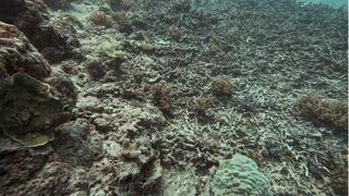 Reef Rescue