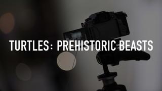  watch Turtles: Prehistoric Beasts