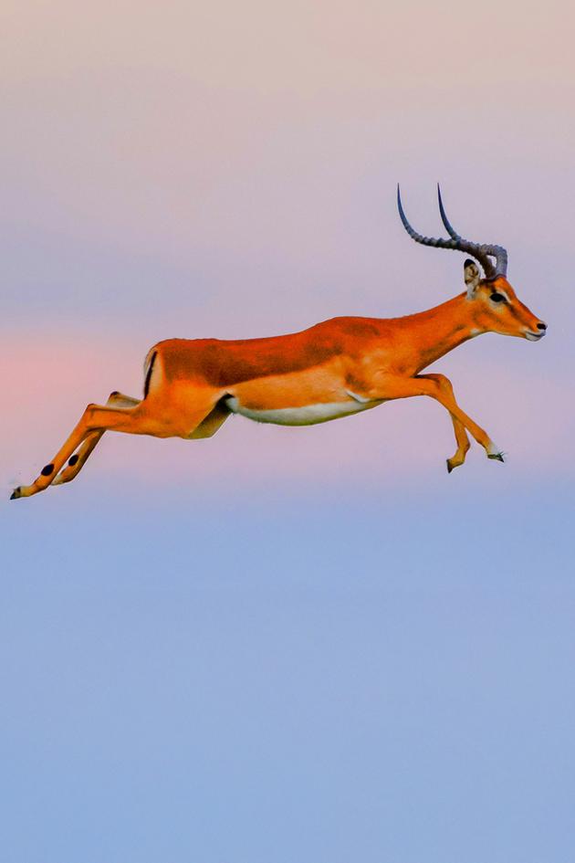 African Bambi