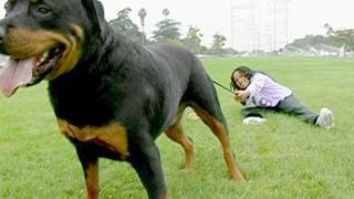 Dog Whisperer