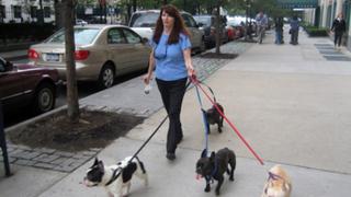 Dog Whisperer