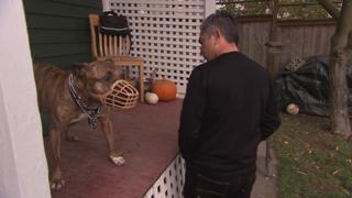 Dog Whisperer
