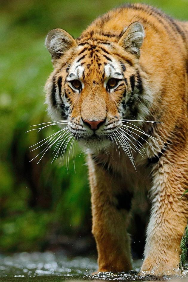 Tiger Tales