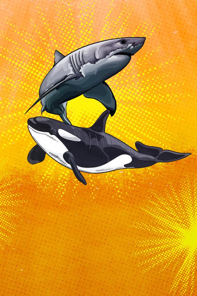 Great White Assassins