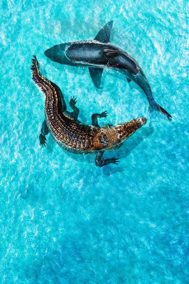 Jaws vs. Mega Croc