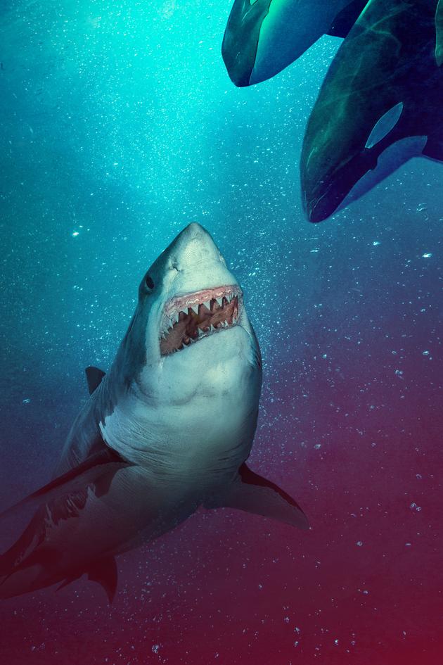 Great White Reign of Terror
