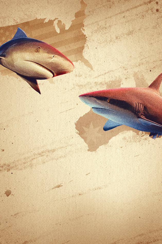 Bull Shark Showdown