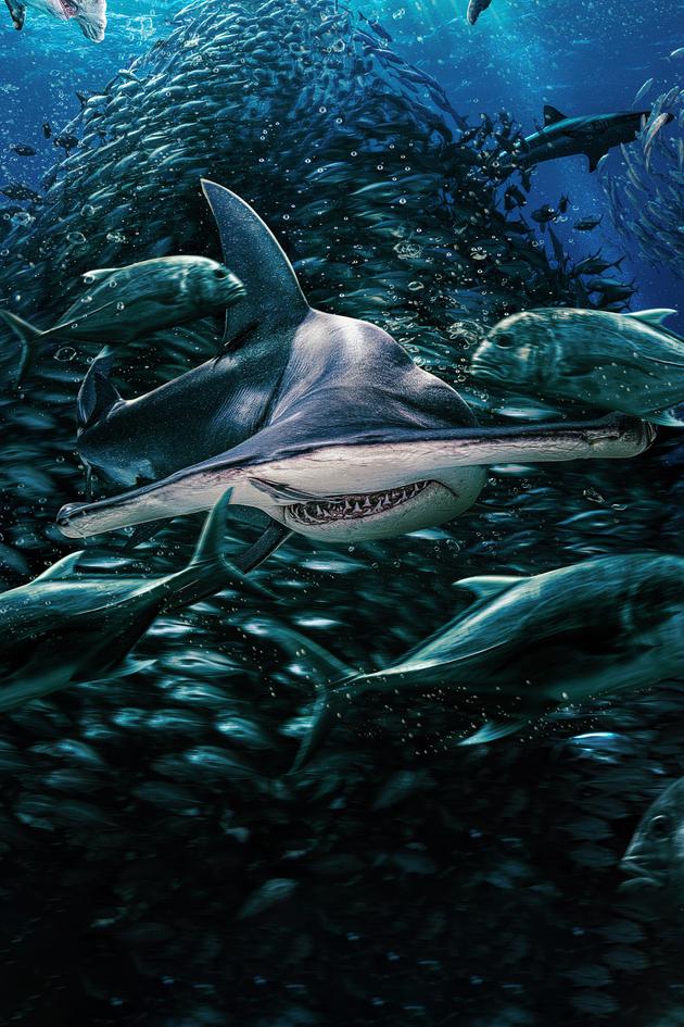 Battle for Shark Mountain