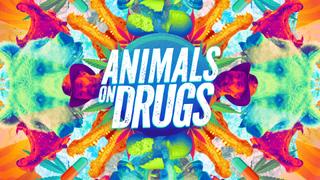 Animals on Drugs