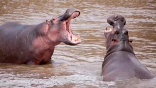 Cocaine Hippos