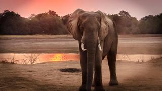 Smiling Elephant