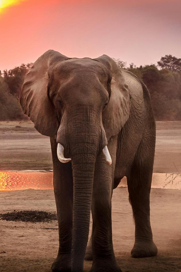 Smiling Elephant