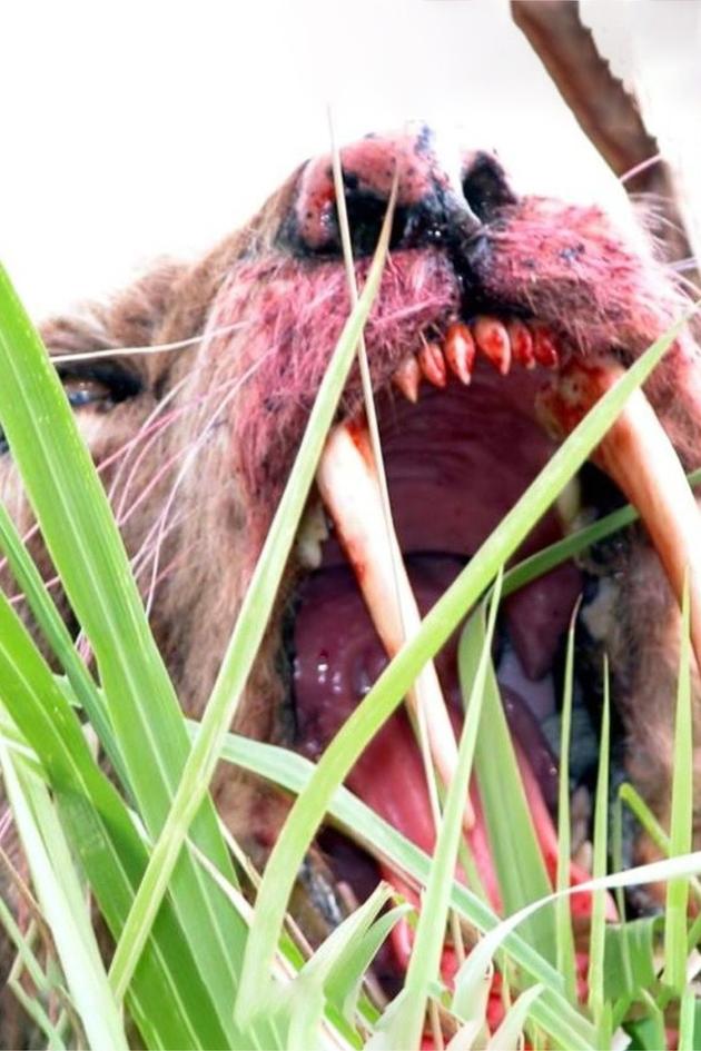 Sabretooth