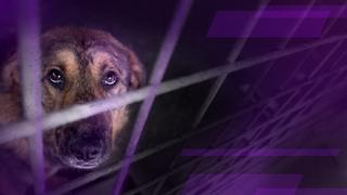 Rescue Roulette: Dogs from Abroad