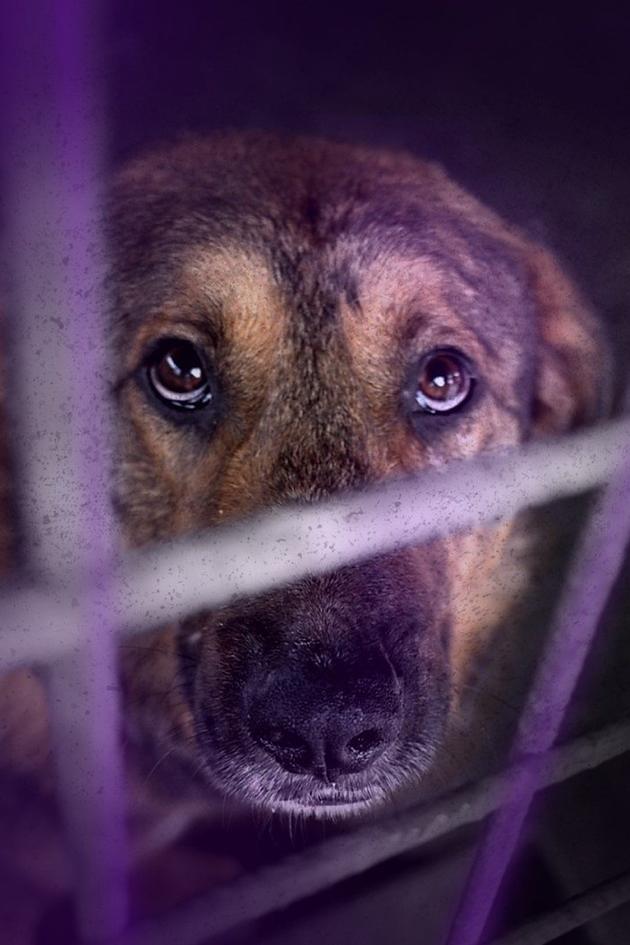 Rescue Roulette: Dogs from Abroad