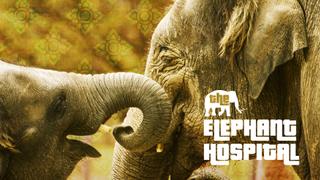 The Elephant Hospital