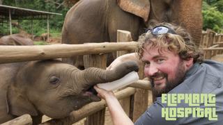  watch The Elephant Hospital