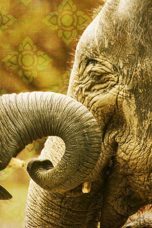 The Elephant Hospital