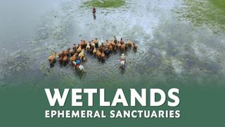  watch Wetlands: Ephemeral Sanctuaries