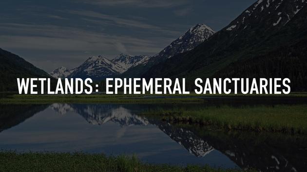 Wetlands: Ephemeral Sanctuaries