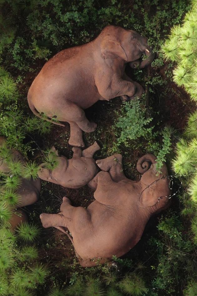 March of the Elephants