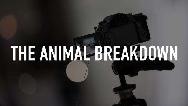 The Animal Breakdown
