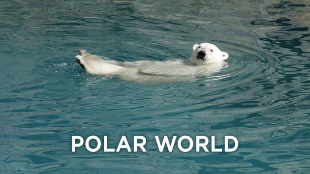 Polar World