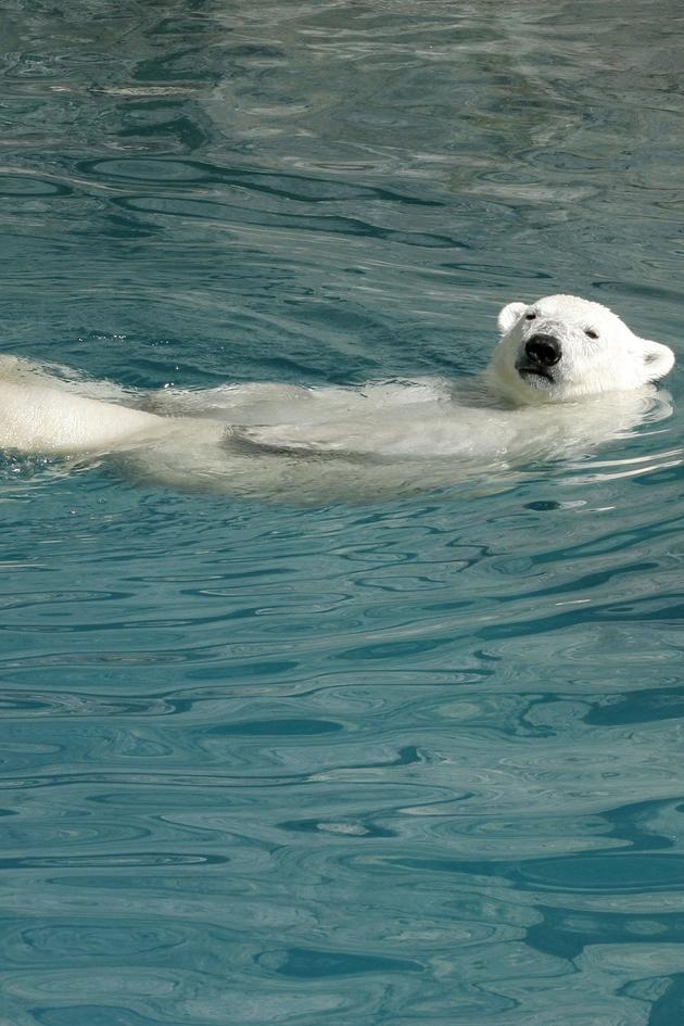 Polar World