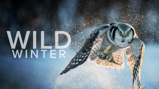 Wild Winter