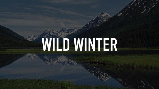 Wild Winter