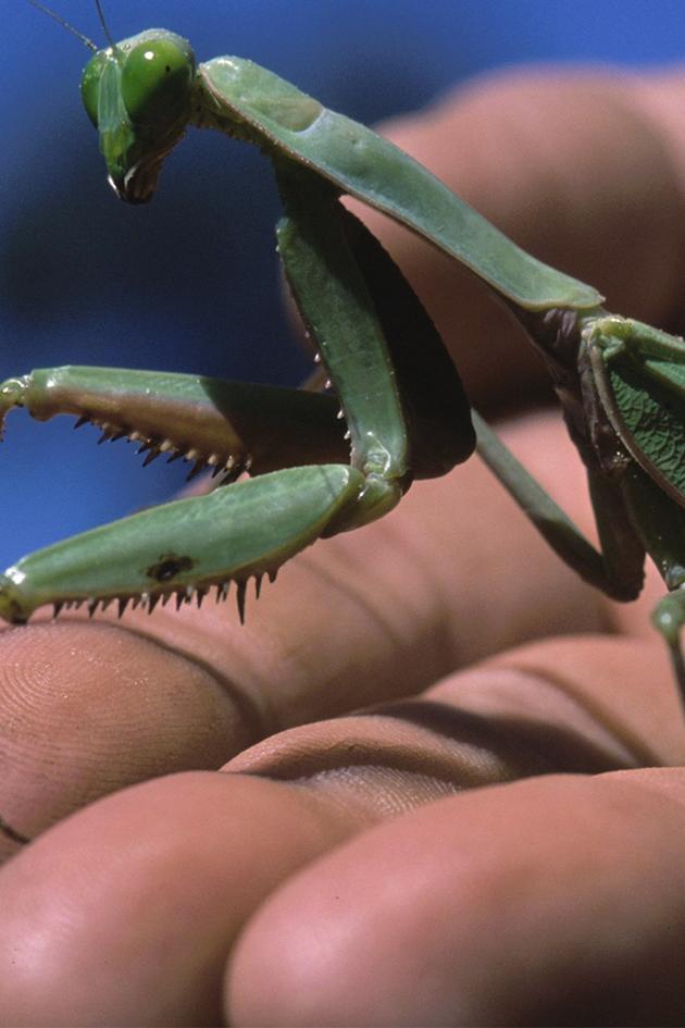 World's Biggest and Baddest Bugs
