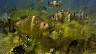 Freshwater