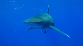 Ocean Deep