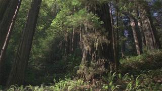 Seasonal Forests