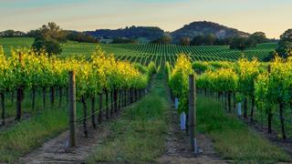 Napa/Sonoma