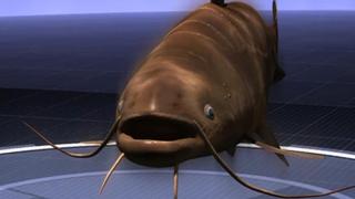 Gigantic Killer Fish