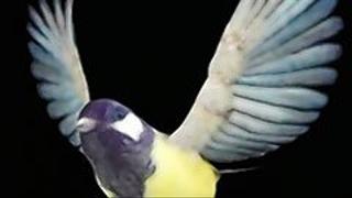Flight