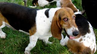 Rottweiler, Boston Terrier, Basset Hound, Shar Pei, St. Bernard