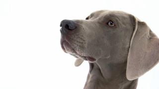 Pug, Weimaraner, Maltese, Soft Coated Wheaten Terrier, Akita