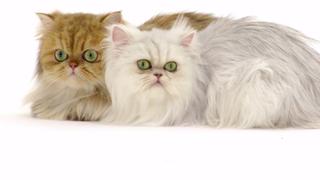 American Shorthair; Savannah; Scottish Fold; Persian; Ragdoll; Sphynx