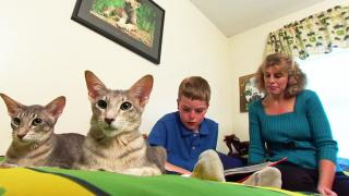 Maine Coon, Egyptian Mau, Siamese, Himalayan, Oriental and Turkish Angora