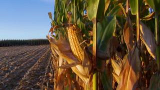 Corn