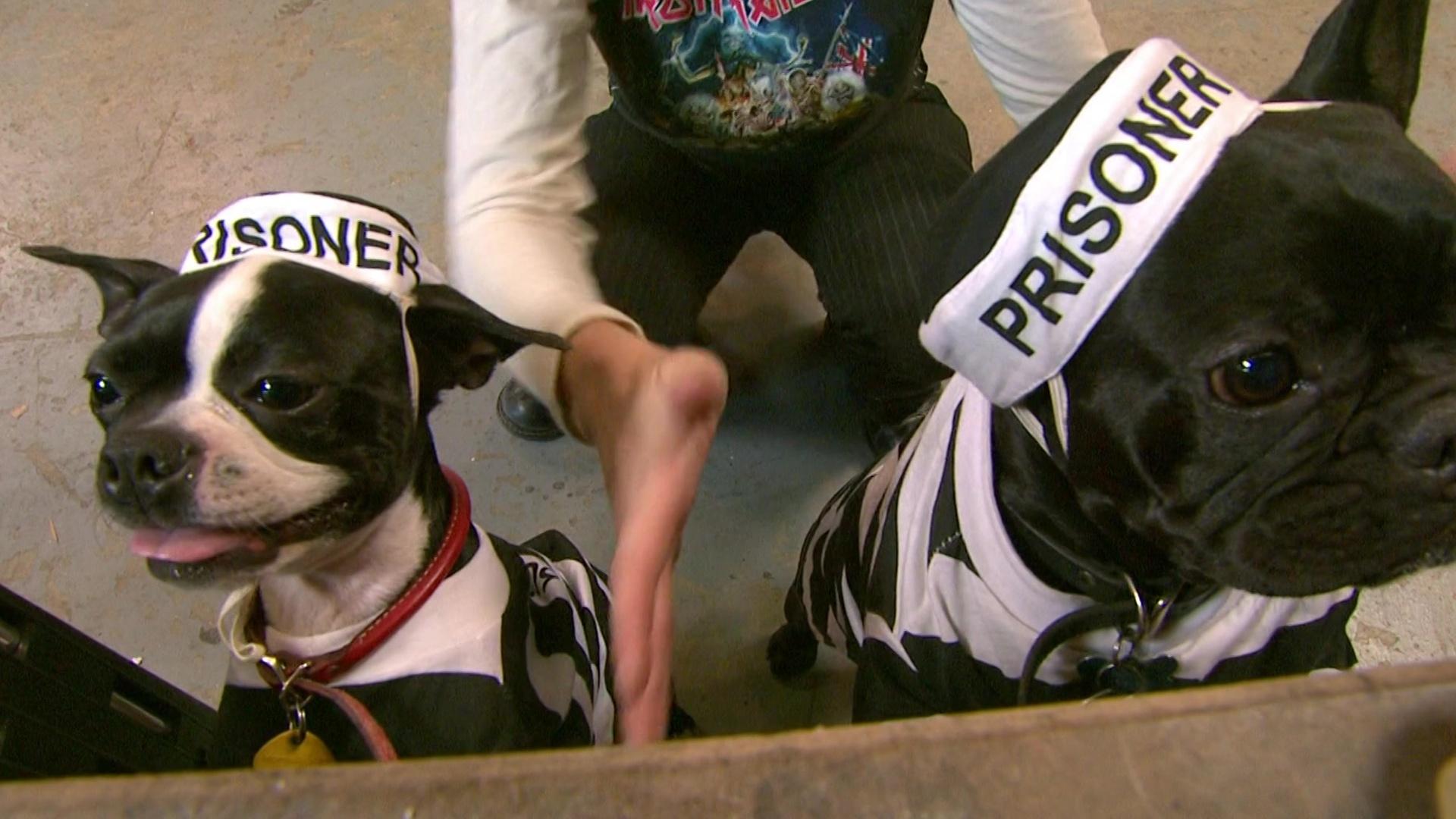 MythBusters Prison Escape