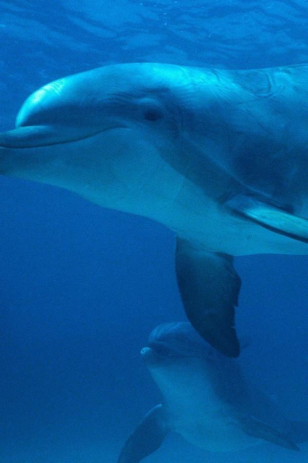 The Dolphin Dealer