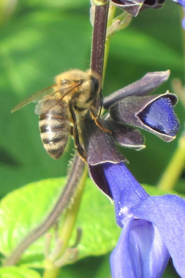 Garden Secrets