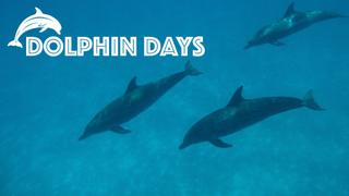 Dolphin Days