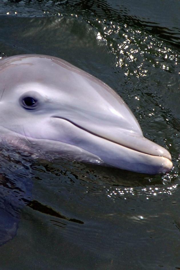 Dolphin Days