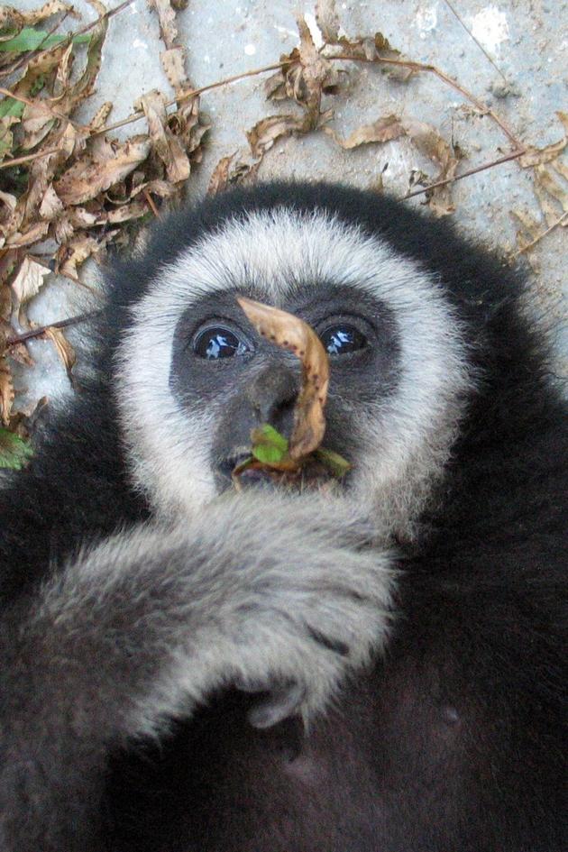 Gibbons: Back in the Swing