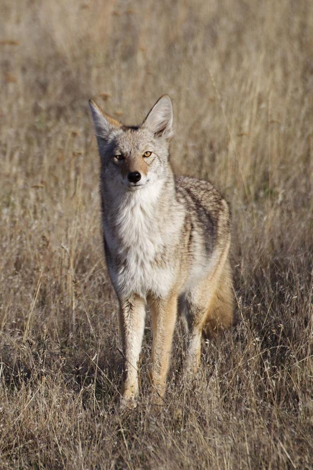 Killing Coyote